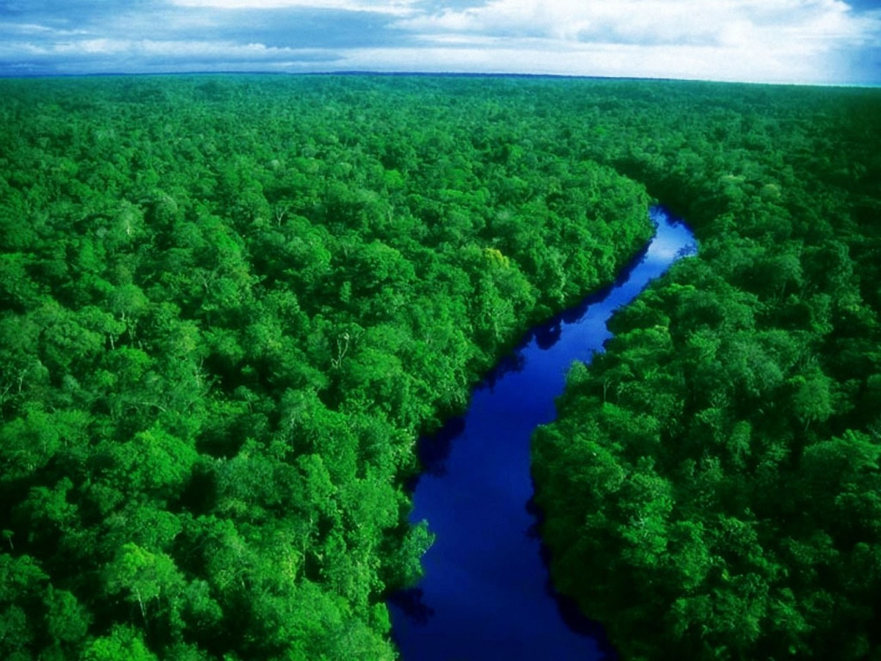 rainforest-2